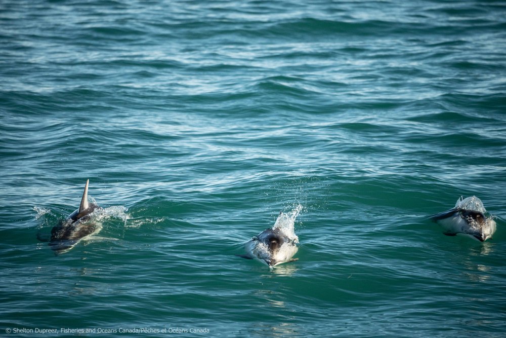 Pacific White Sided Dolphins